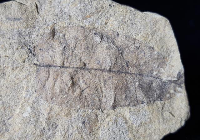 Carya serrifolia (GOEPPERT) - Bild © FossNet FossilienStore